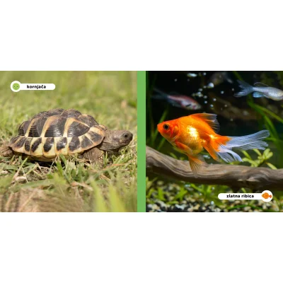 Moji prijatelji životinje, kućni ljubimci
